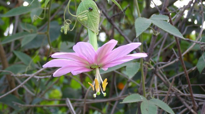 A banana passionfruit flower hanging upside down with a juvenile shield bug perched on the leaf above it. 