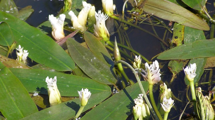 Close up of cape pond weed flowers.