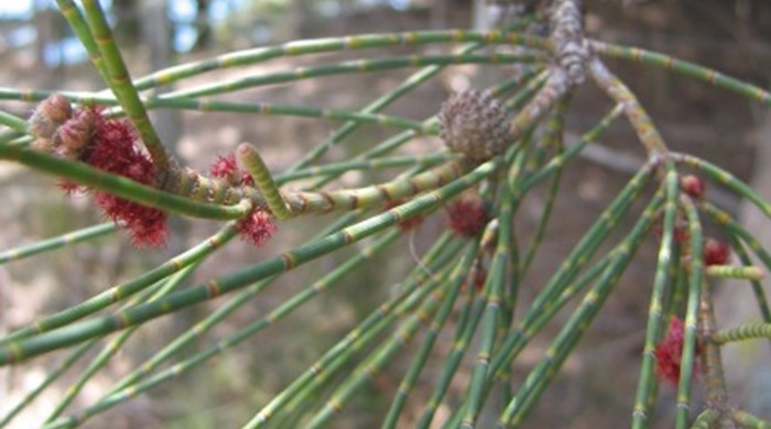 Close up of casuarina branch with leaves, seeds and flowers.