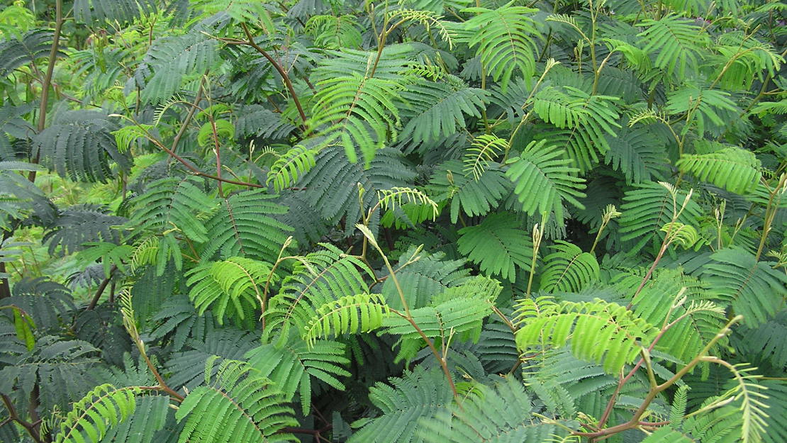 A dense scrub of brush wattle.