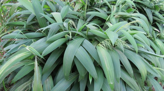 Large bush of palm grass.