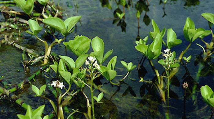 Photo showing the bogbean plant in the water.