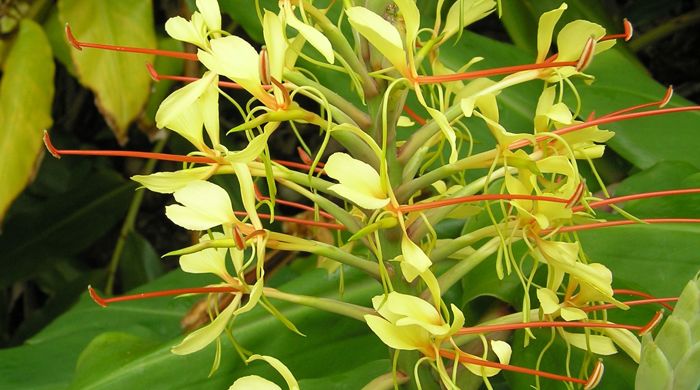 Close up of Wild Ginger flowers.