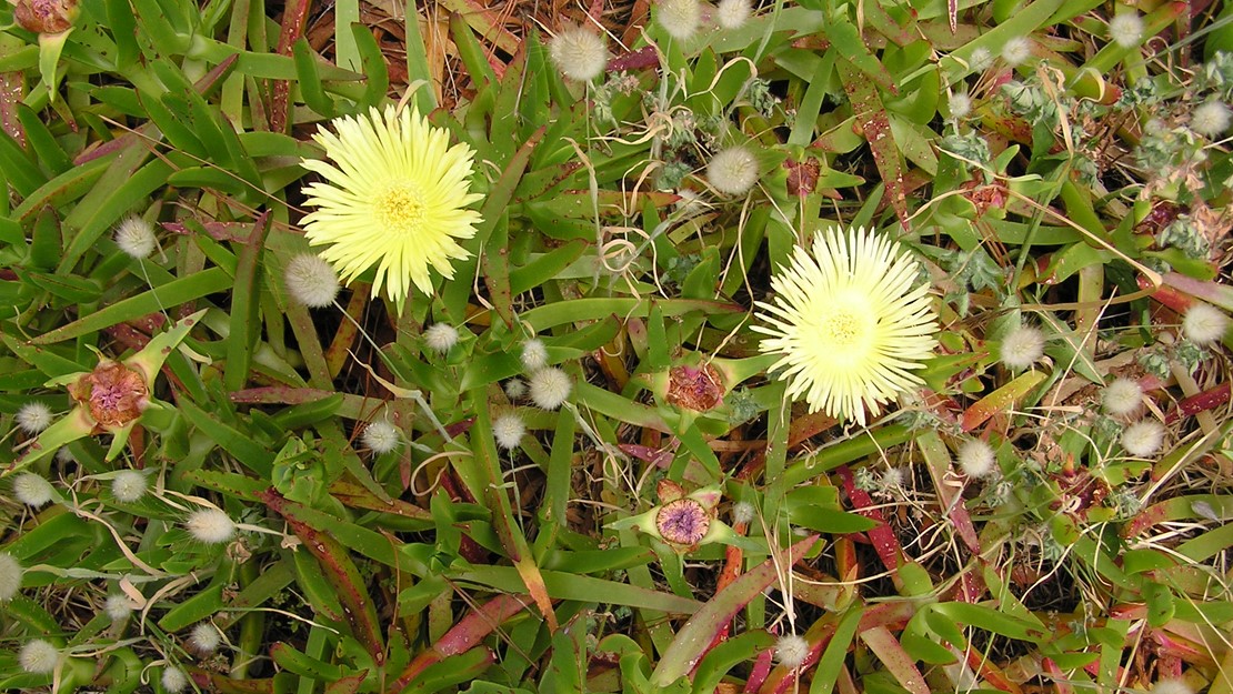 Ice plant with yellow flowers.
