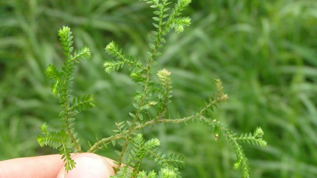 Hand holding African club moss stem up close.