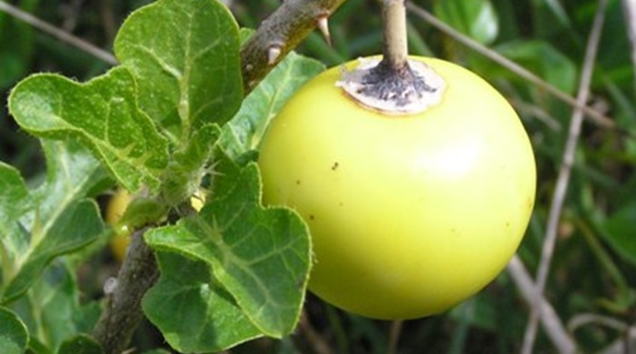 A round green fruit hanging from the Apple of Sodom's thorny branch.