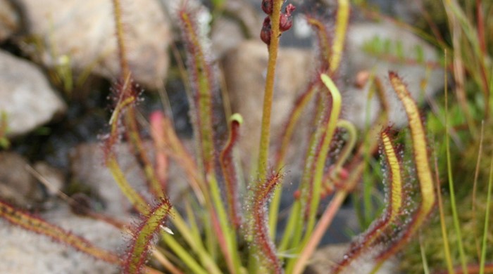 A photo showing the whole Cape Sundew plant with pink flowers.