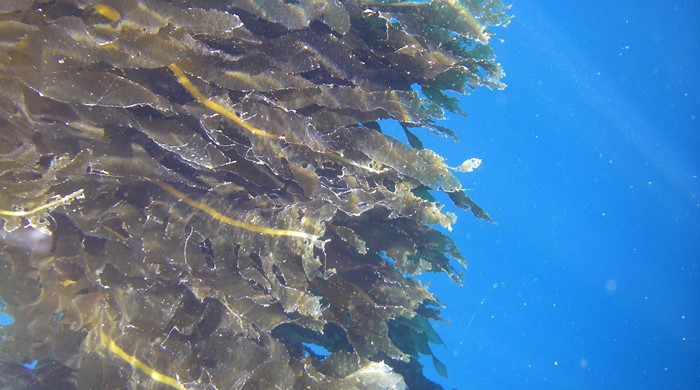 The undaria underwater in a large cluster.