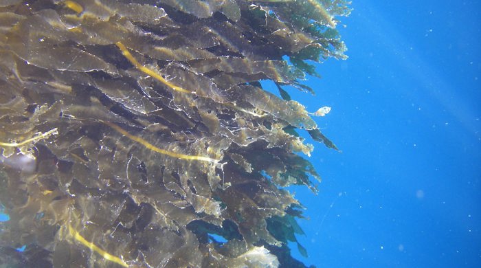 The undaria underwater in a large cluster.