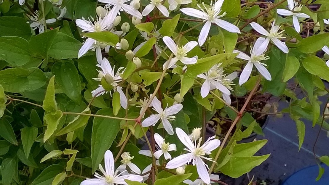 Cluster of clematis flammula flowers.
