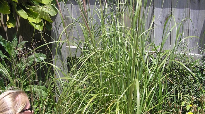 A woman is reaching into a bush of African feather grass that's growing next to a fence.