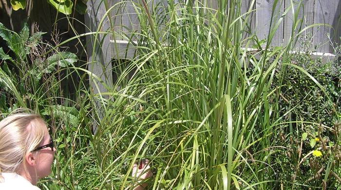 A woman is reaching into a bush of African feather grass that's growing next to a fence.