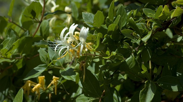 Japanese Honeysuckle showing white and yellow flowers.
