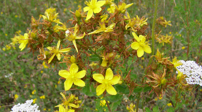 Close up of St John's wort flowers.