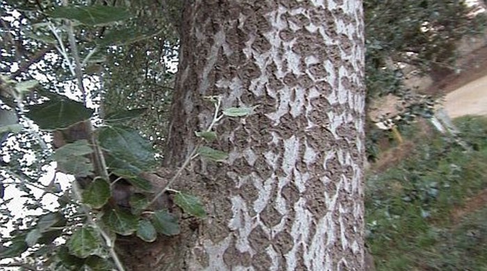 Silver poplar trunk.