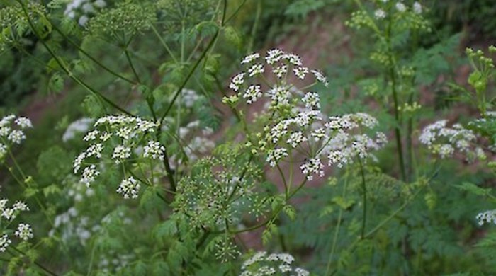 Photo of Hemlock displaying small white flowers.