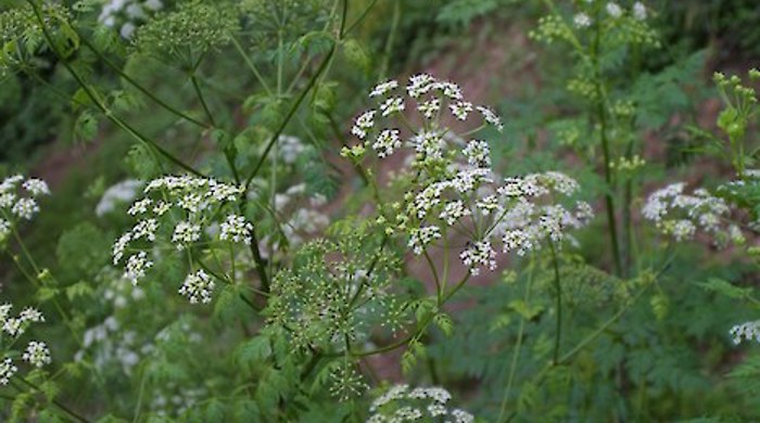 Photo of Hemlock displaying small white flowers.