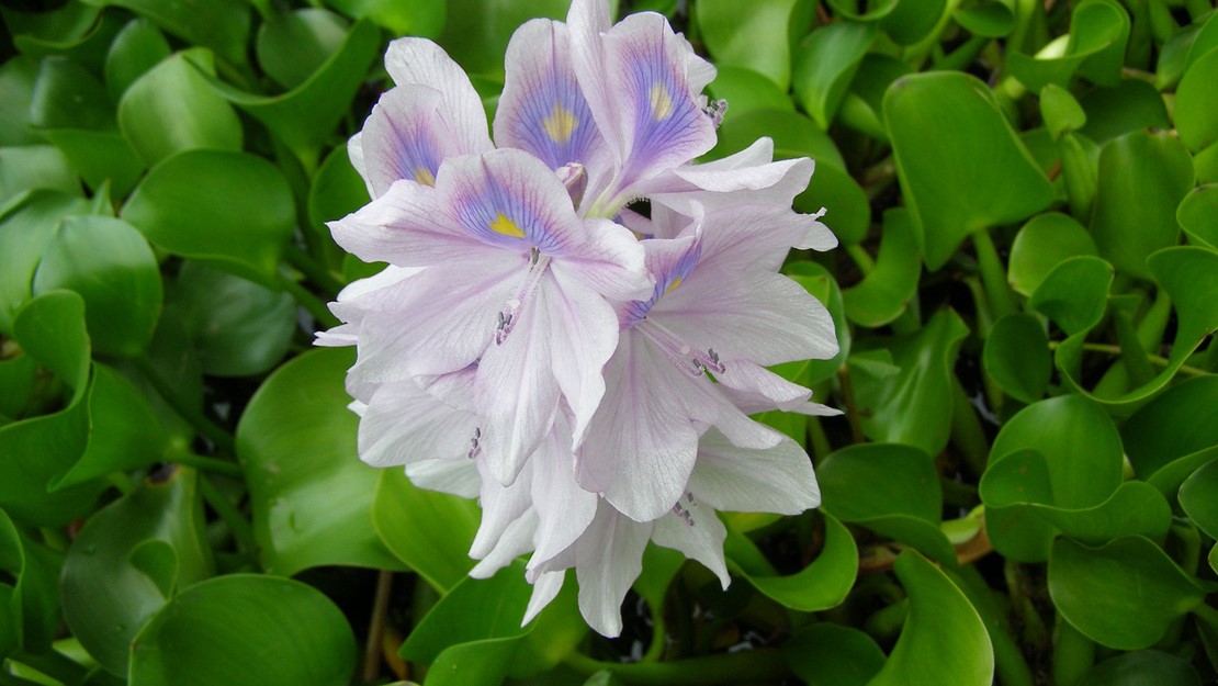 Close up of Water Hyacinth flowers.