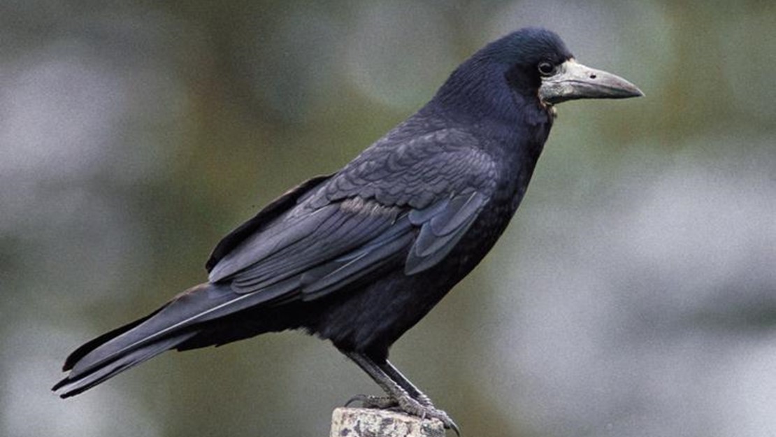 A rook balancing on a post. 