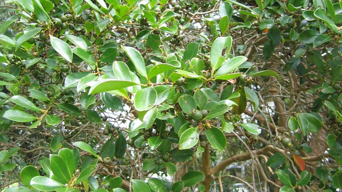 Yellow Guava tree with immature fruit.