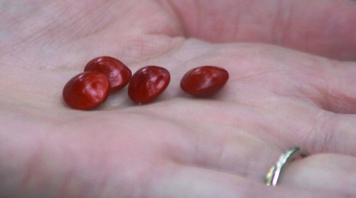 Four hard red little seeds from the bead tree resting on the palm of someone's hand.