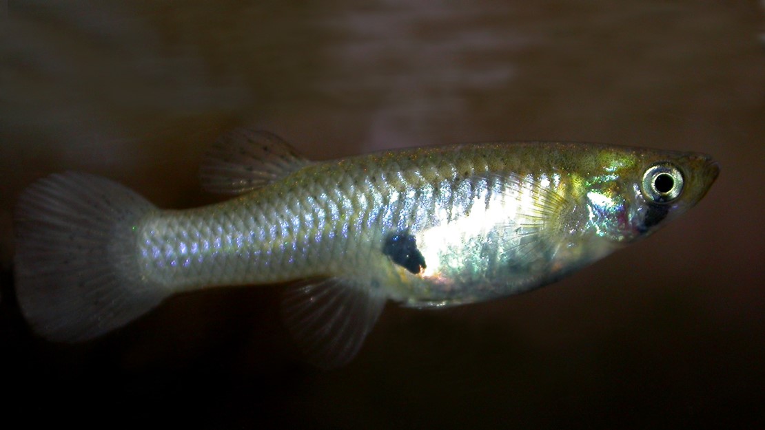 The gambusia is a silver and yellow streaked fish. 
