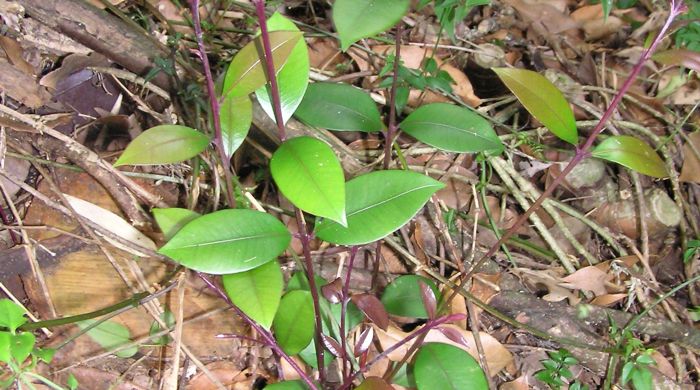 Monkey Apple sapling on forest floor.