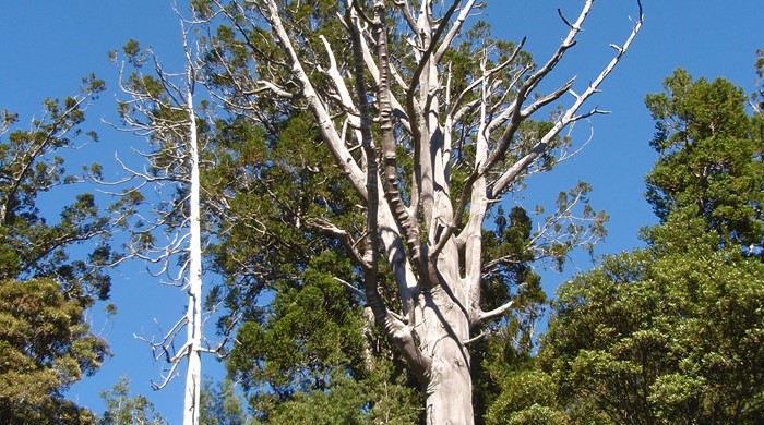 Dead kauri in the canopy.