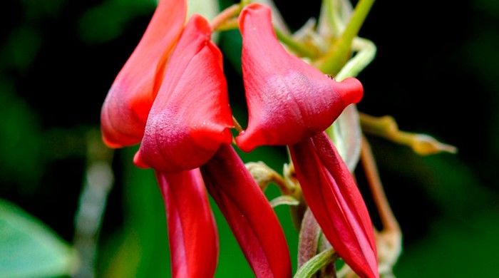 Close up of dusky coral pea flowers.