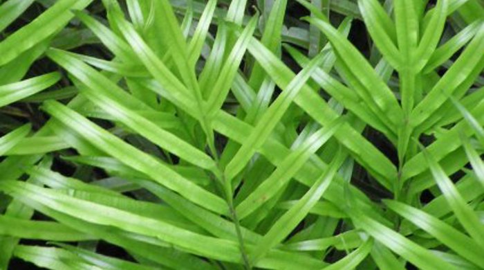 Fronds of cretan brake leaf.