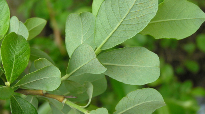 Close up of underside of new Grey Willow leaves.