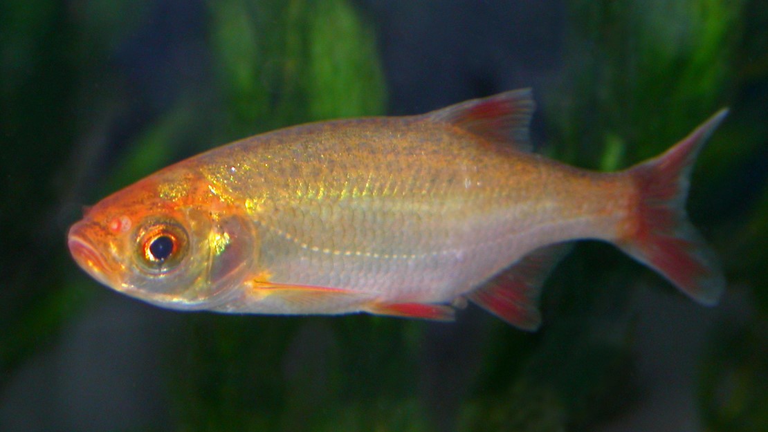 A grumpy looking fish with silver and orange streaks. 