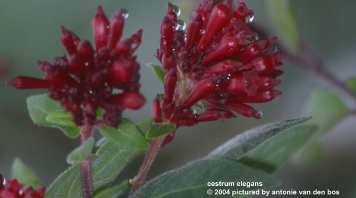 Close up of red cestrum flowers.