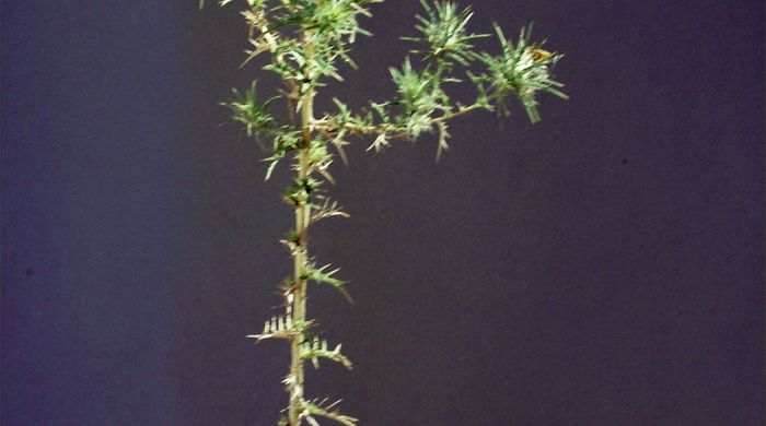 Saffron thistle with a flower right at the top.