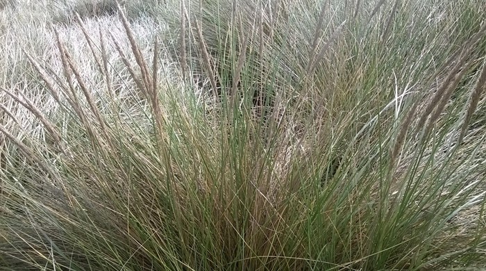 Dense patch of Marram Grass with seed heads.