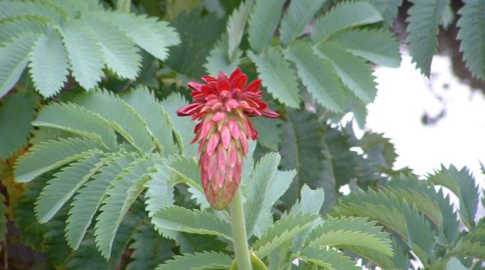 The beginning of a flower of the cape honey flower plant.