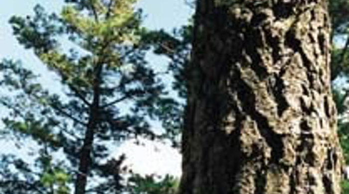 Close up of pine tree trunk.