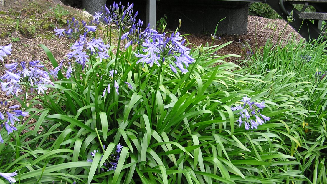 A bush of agapanthus with purple flowers.