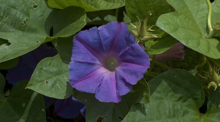 Close up of the five petaled blue morning glory flower.