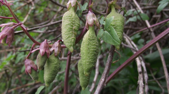 Chilean glory creeper seeds in oval green pods.