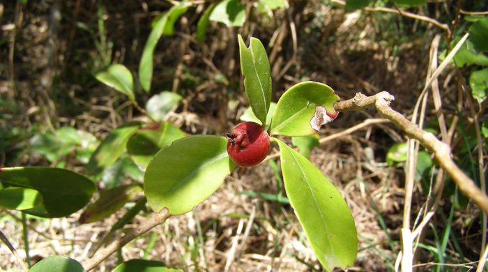 Red guava branch with single guava fruit.