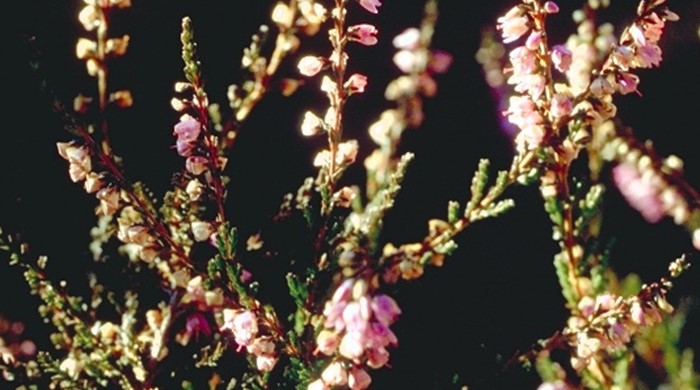 Heather stem tips showing flowers.