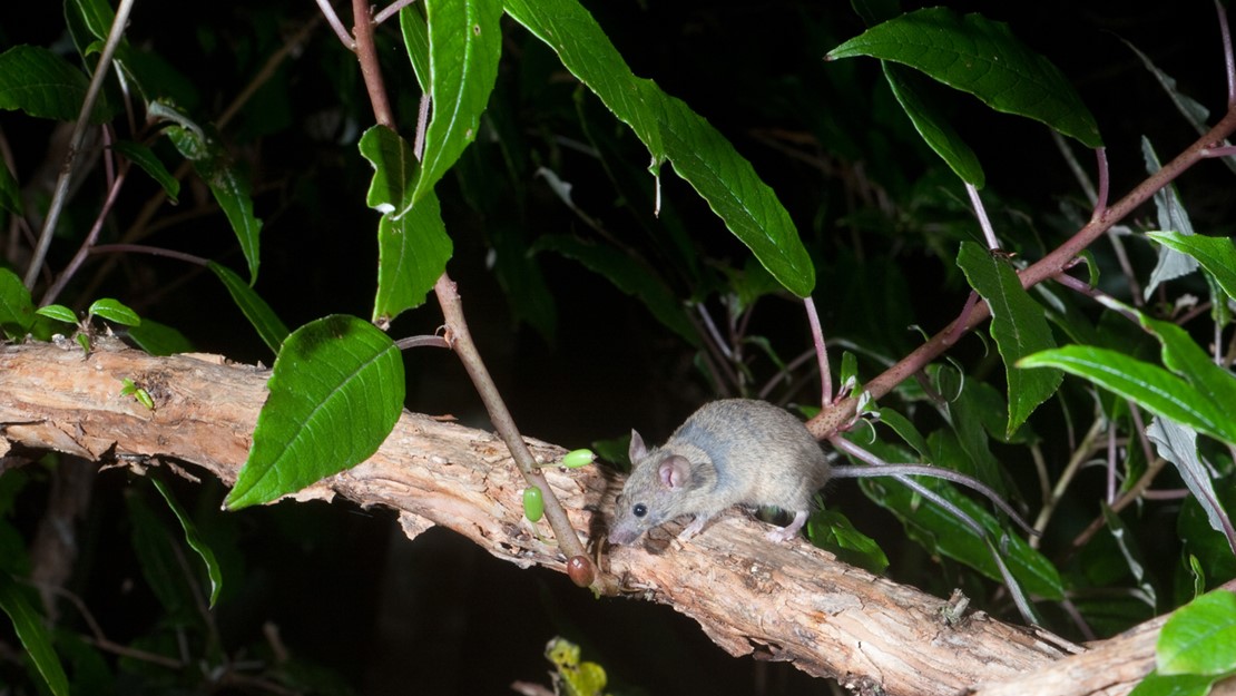 The mouse is on a branch, reaching for a berry. 
