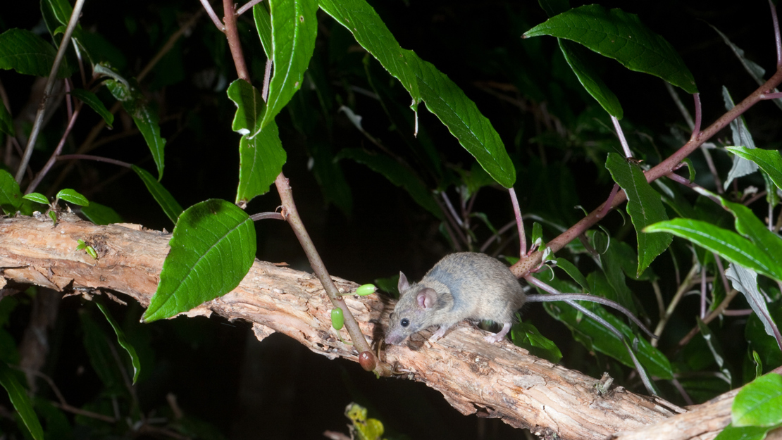 The mouse is on a branch, reaching for a berry.