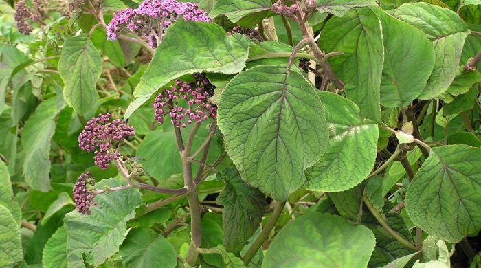 Bartlettina flowering with big green leaves.