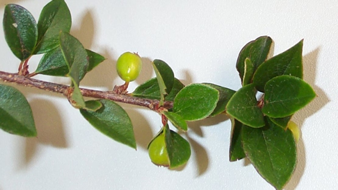Khasia Berry stem tip with two fruit.