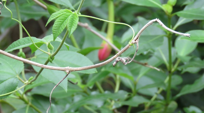 Close up of a branch of the banana passionfruit with a coil at the end of it. 