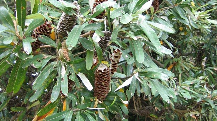 Close up of a cluster of coast banksia cones.