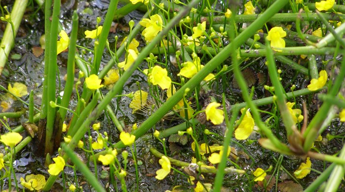 Close up of the yellow bladderwort flowers.