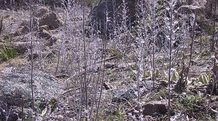 Stand of dead Vipers Bugloss showing old seed heads.